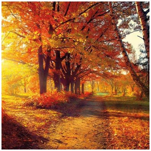 Autumn Park papírszalvéta 33x33cm, 20db-os
