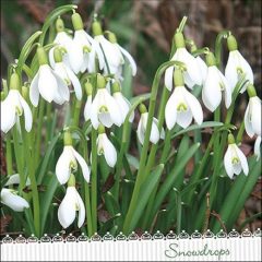 Galanthus papírszalvéta 33x33cm, 20db-os