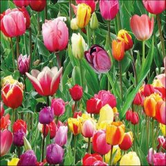 Tulips Field papírszalvéta 33x33cm, 20db-os