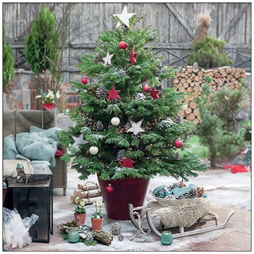 Ambiente Decorated fir papírszalvéta 33x33cm, 20db-os