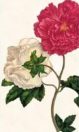 Maria Sibylla Merian